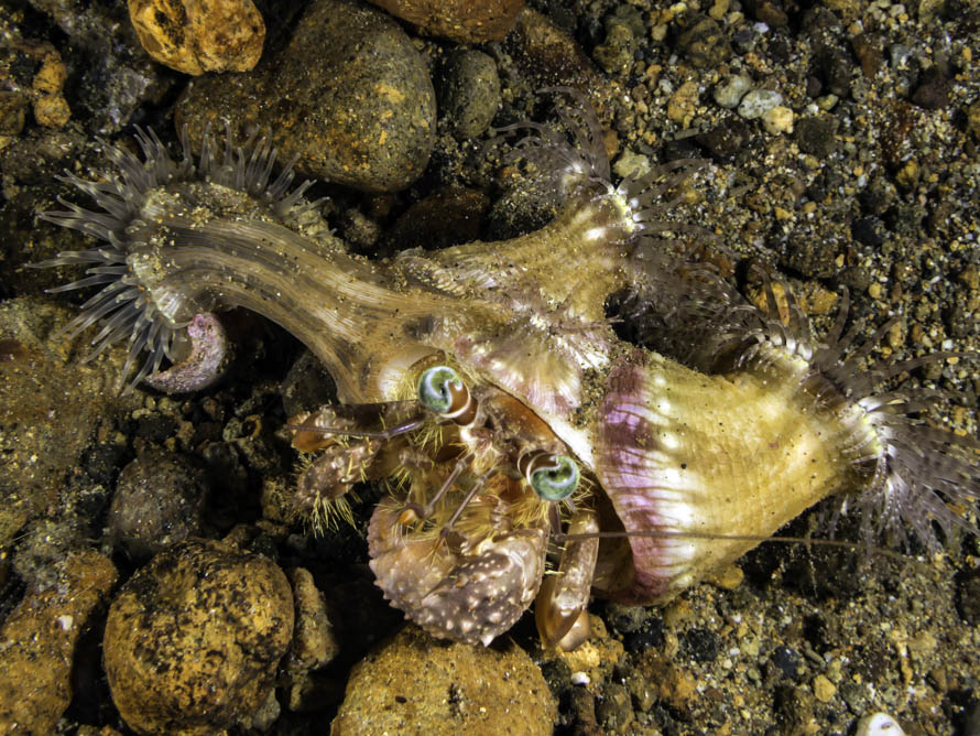 Dardanus tinctor